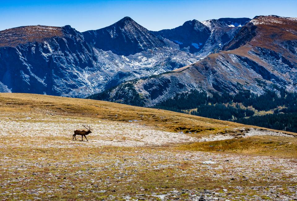 Bull Elk on Top of the World | Shutterbug